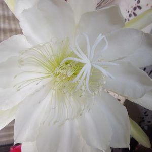 Meet your Posher, Elinya